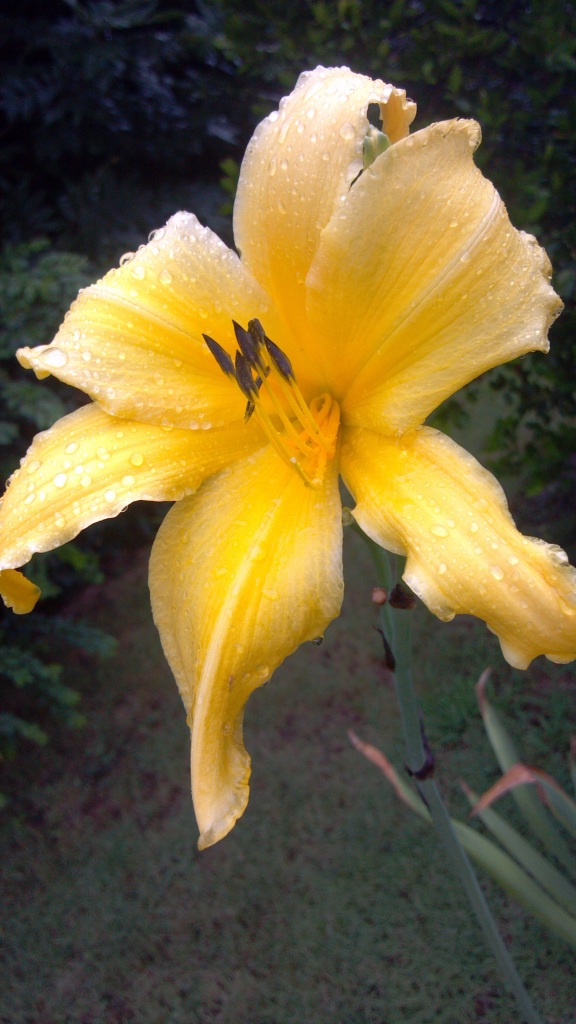 Day Lilly after Rain